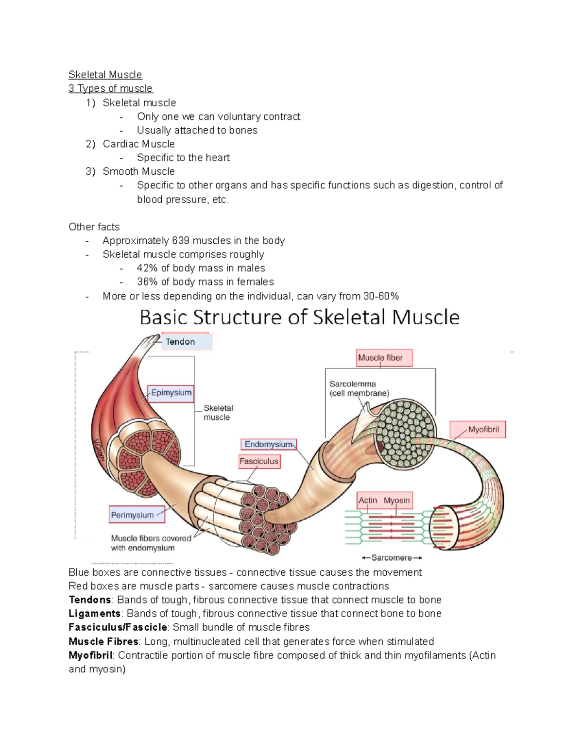 Types of Muscle and Connective Tissue in Skeletal Muscle - Studocu