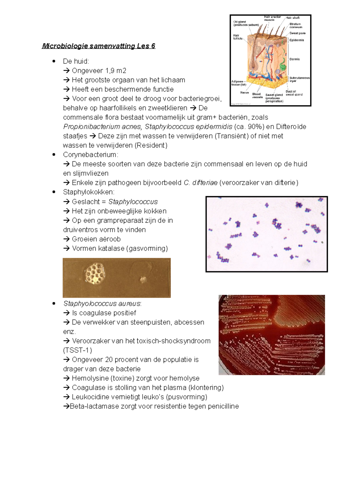 Microbiologie Samenvatting Les 6 - 90%) En Difteroïde Staafjes Deze ...