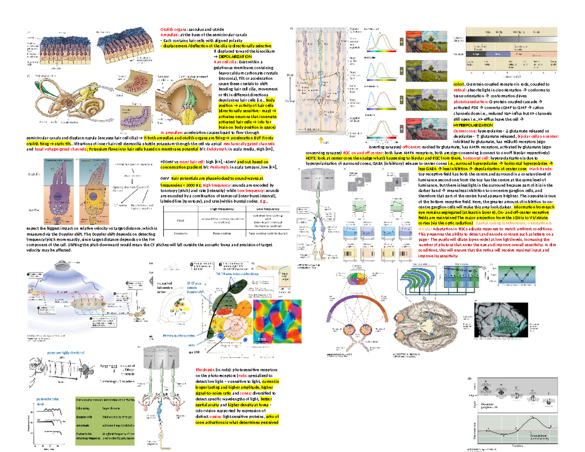 Biol372 M1 - Summary Principles of Neurobiology II - Otolith organs ...