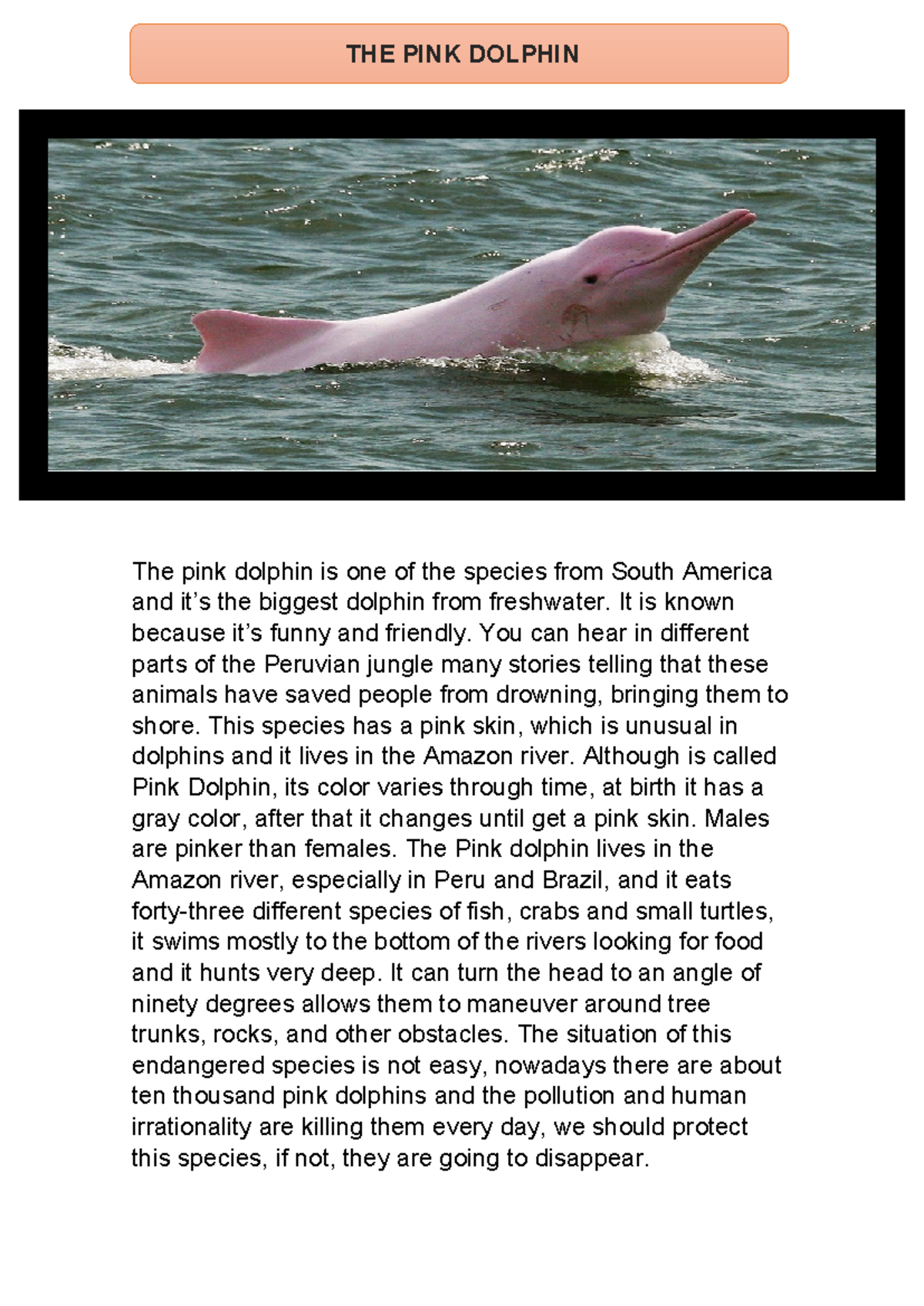 EL Delfin Rosado EN Peligro Senati - Ingles - The pink dolphin is one ...