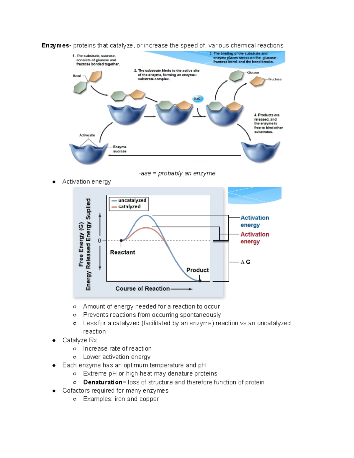 Lab Instructions for Enzymes Enzymes proteins that catalyze, or