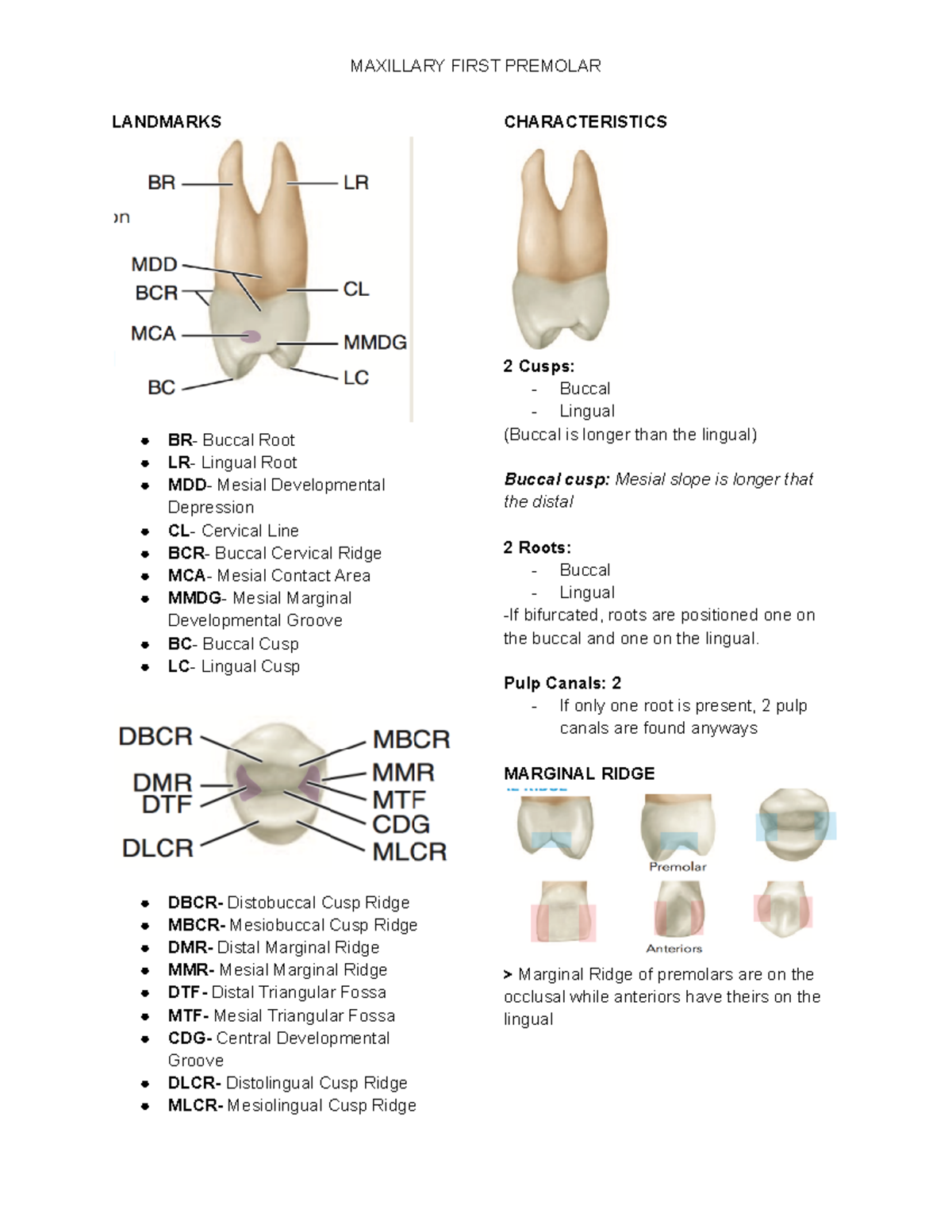 Maxillary 1st Premolar - MAXILLARY FIRST PREMOLAR LANDMARKS BR- Buccal ...