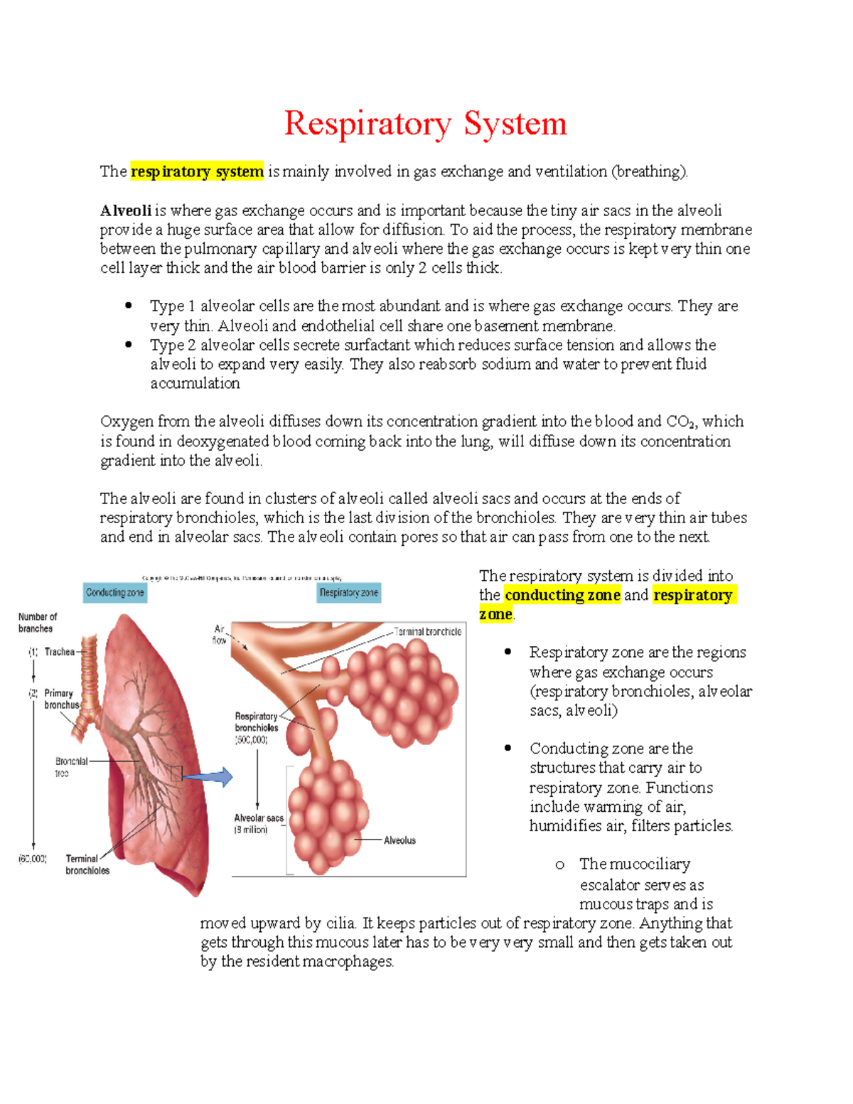 Exam #4 - Respiratory - Respiratory System The respiratory system is ...