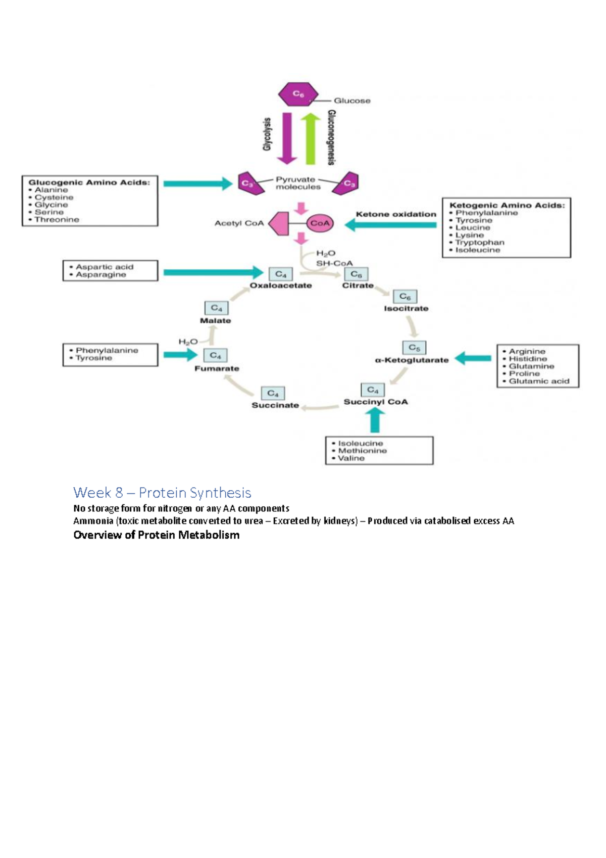 Week 8 - Biochem full notes - Week 8 – Protein Synthesis No storage ...