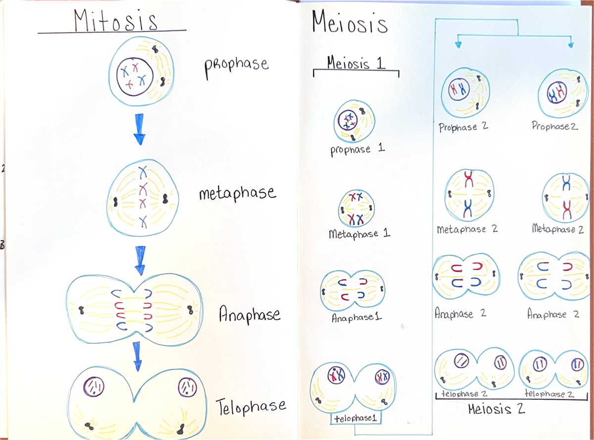 Mitosis & meiosis diagram - BIO 1200 - Mitosis Meiosis XX prophase ...