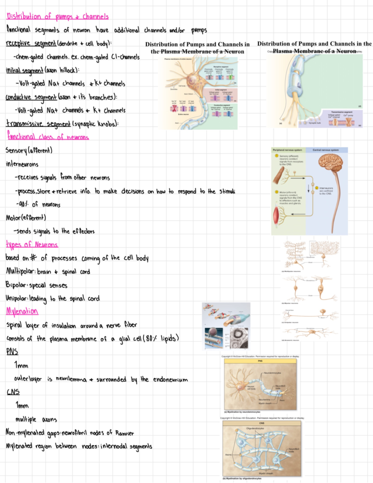 Biol Notes-29 - Anatomy and Physiology 1 lecture notes - Dickibatlon bt ...