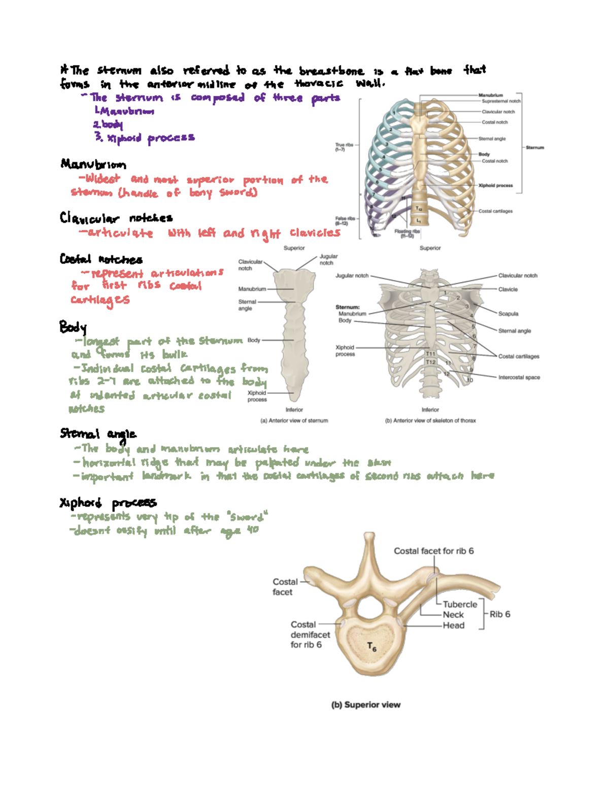 Ribs and sternum - Thesternum also referred to as thebreastbone is a ...