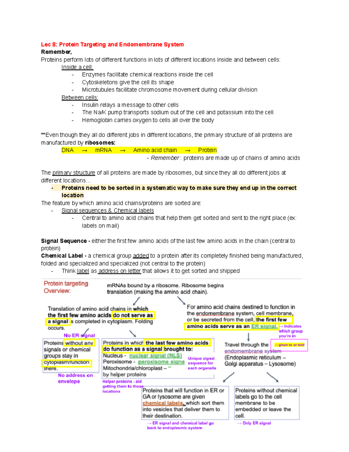 Lec 8 Protein Targeting and Endomembrane - .. - Proteins need to be ...