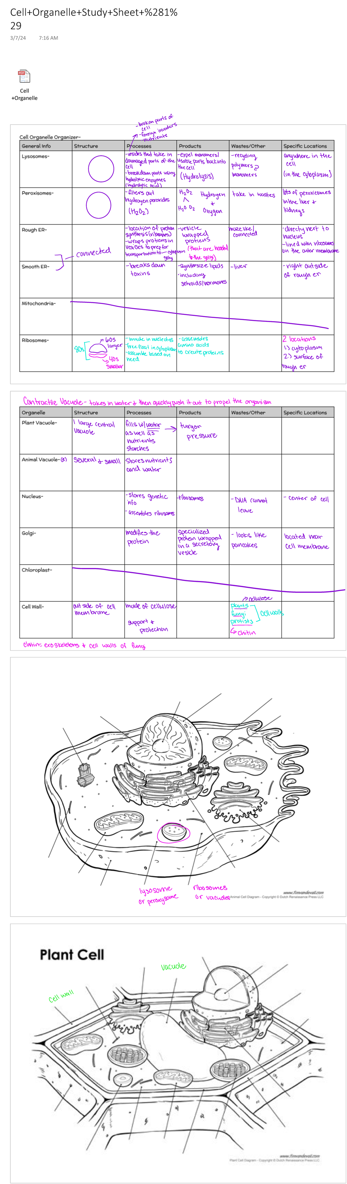 Cell+Organelle+Study+Sheet+%281%29 - Cell +Organelle Cell+Organelle ...