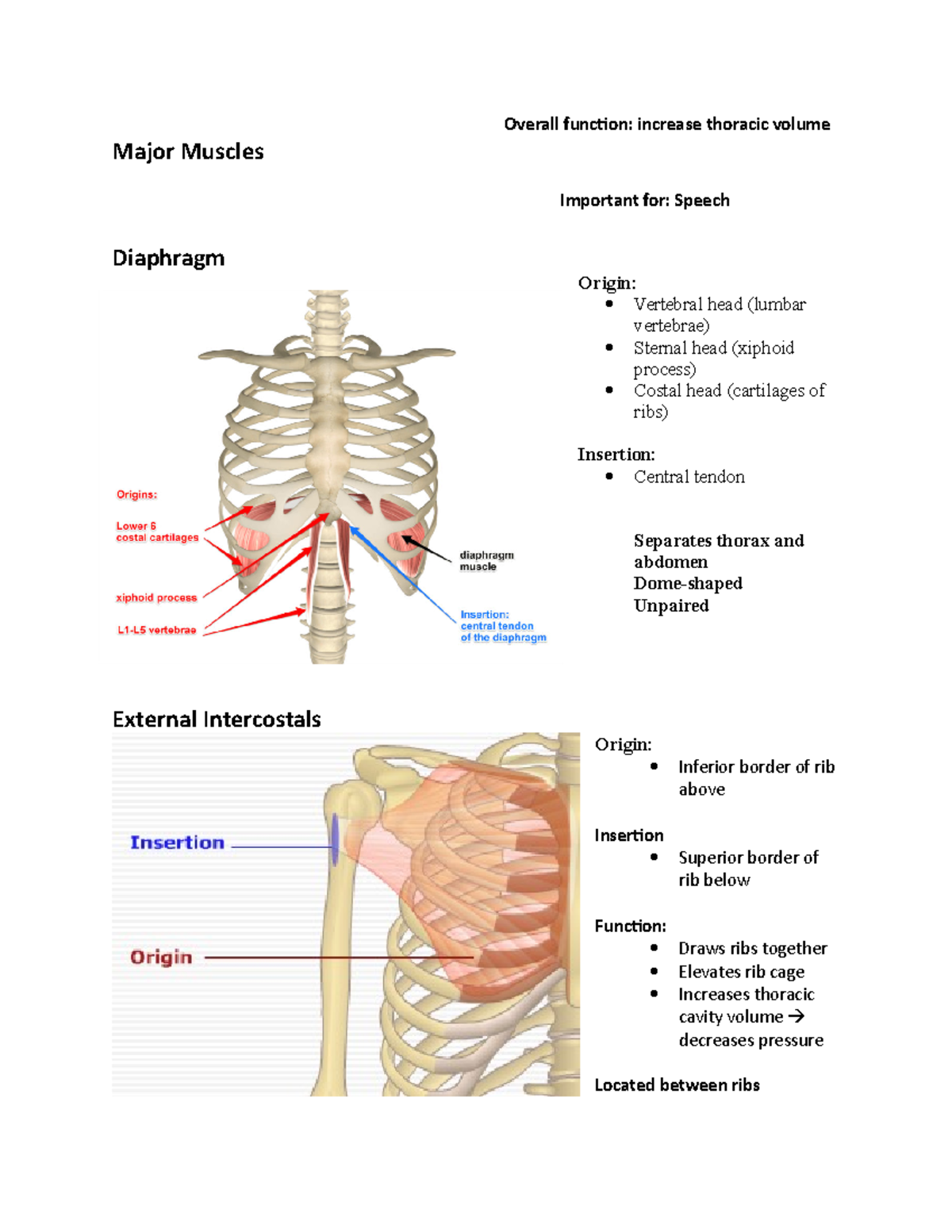 Muscles of inspiration notes - Overall function: increase thoracic ...