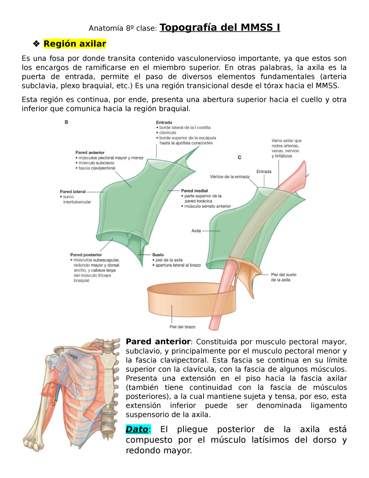 topografia miembro superior I Anatomía º clase Topografía del MMSS I Región axilar Es una