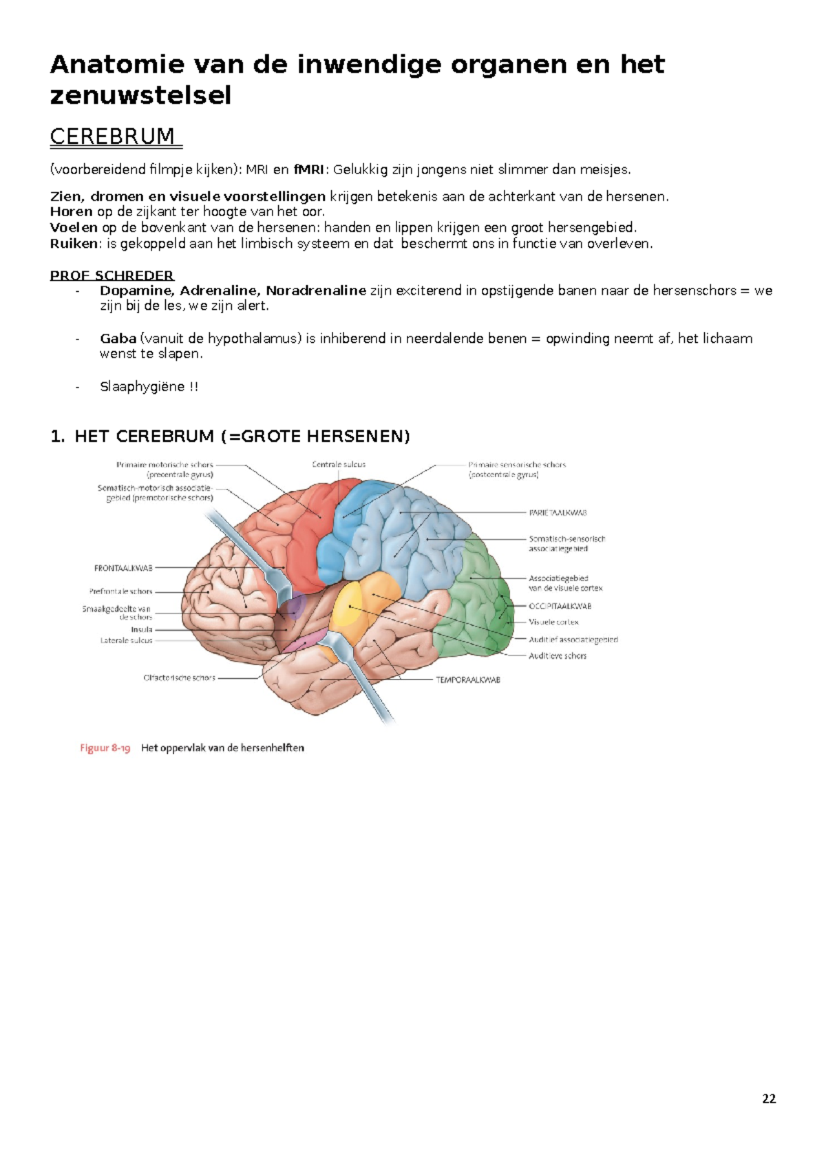 2 HC3 - 2 HC 3 - Anatomie Van De Inwendige Organen En Het Zenuwstelsel ...