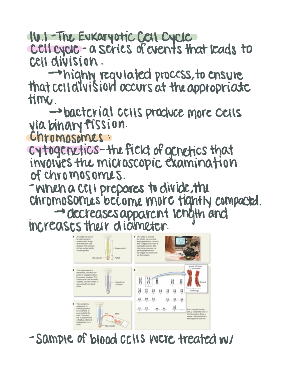 Mcb chapter 16 - 16 1 The Eukaryotic Cell Cycle cell cycle a series of ...