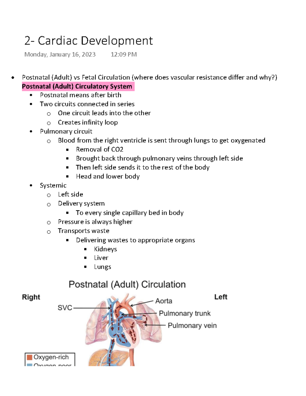 2- Cardiac Development - Postnatal (Adult) vs Fetal Circulation (where ...