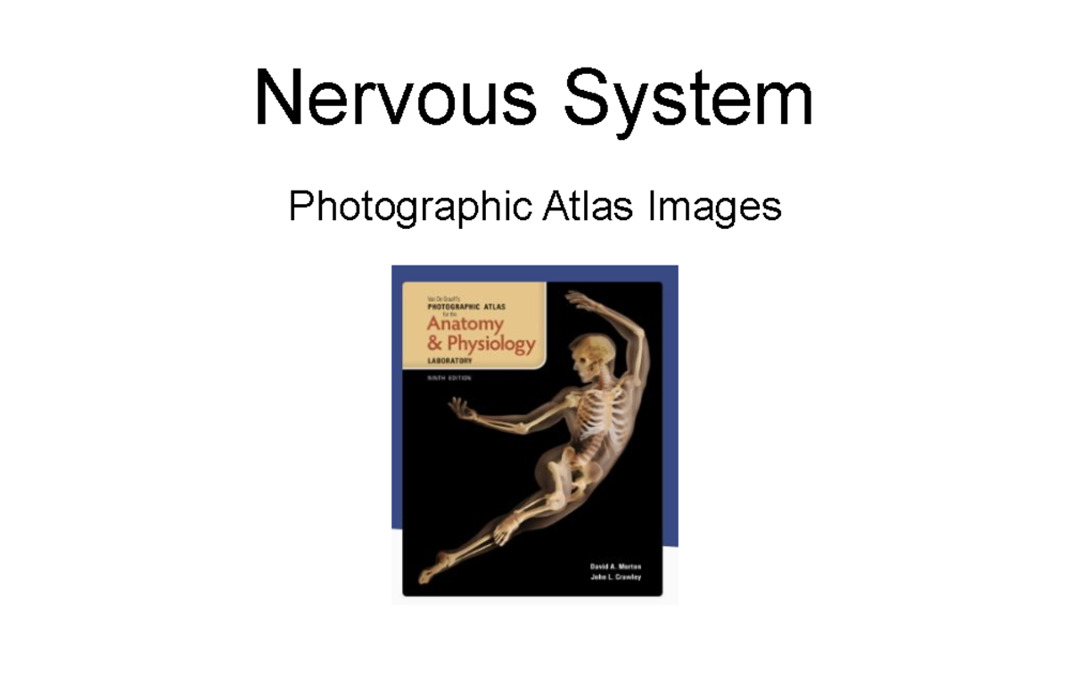 Photographic Atlas Nervous System Images (Chapter 9) Nervous System