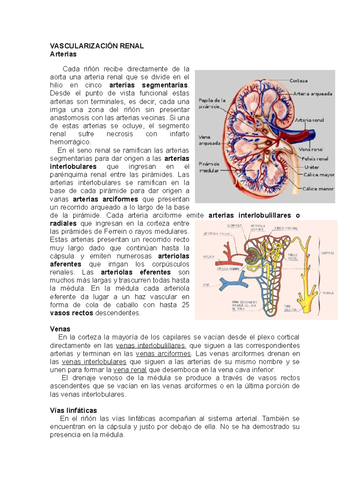 Vascularización Renal. Arterias, arteriolas y venas. - VASCULARIZACIÓN ...