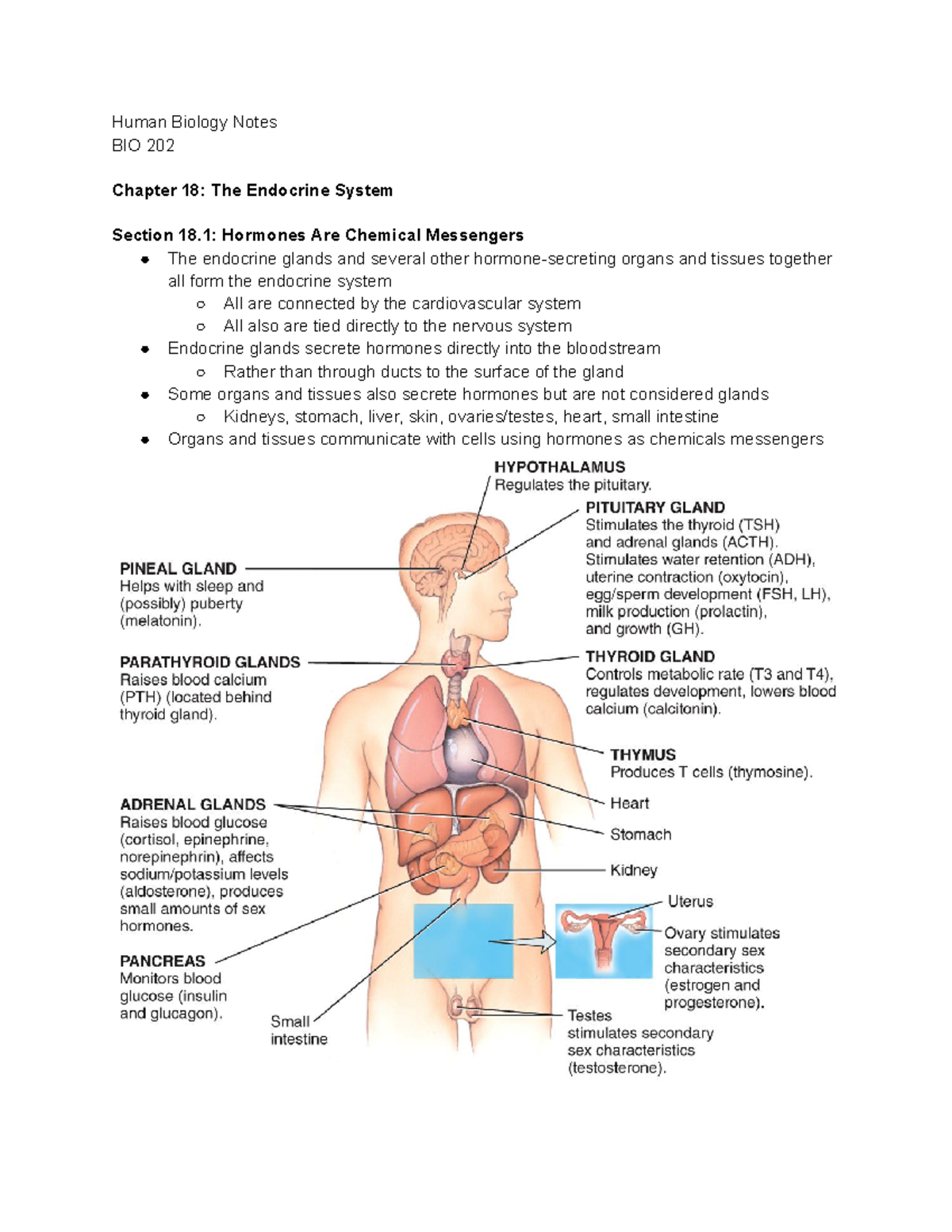 Bio Notes 13 - Human Biology Notes BIO 202 Chapter 18: The Endocrine ...