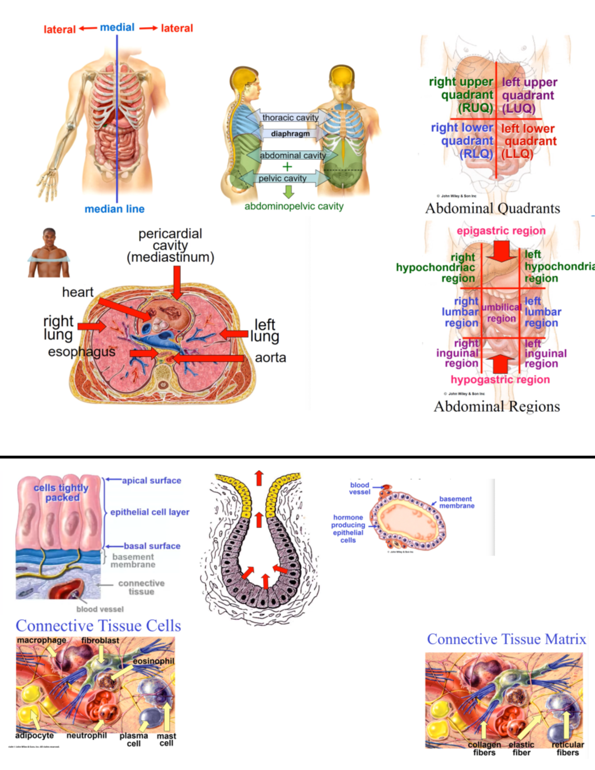 Test 1 diagrams for practice - ANAT 1052 - Studocu
