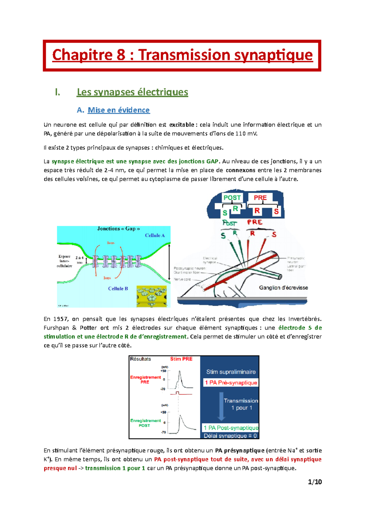 Chapitre 8 Transmission Synaptique - Chapitre 8 : Transmission ...