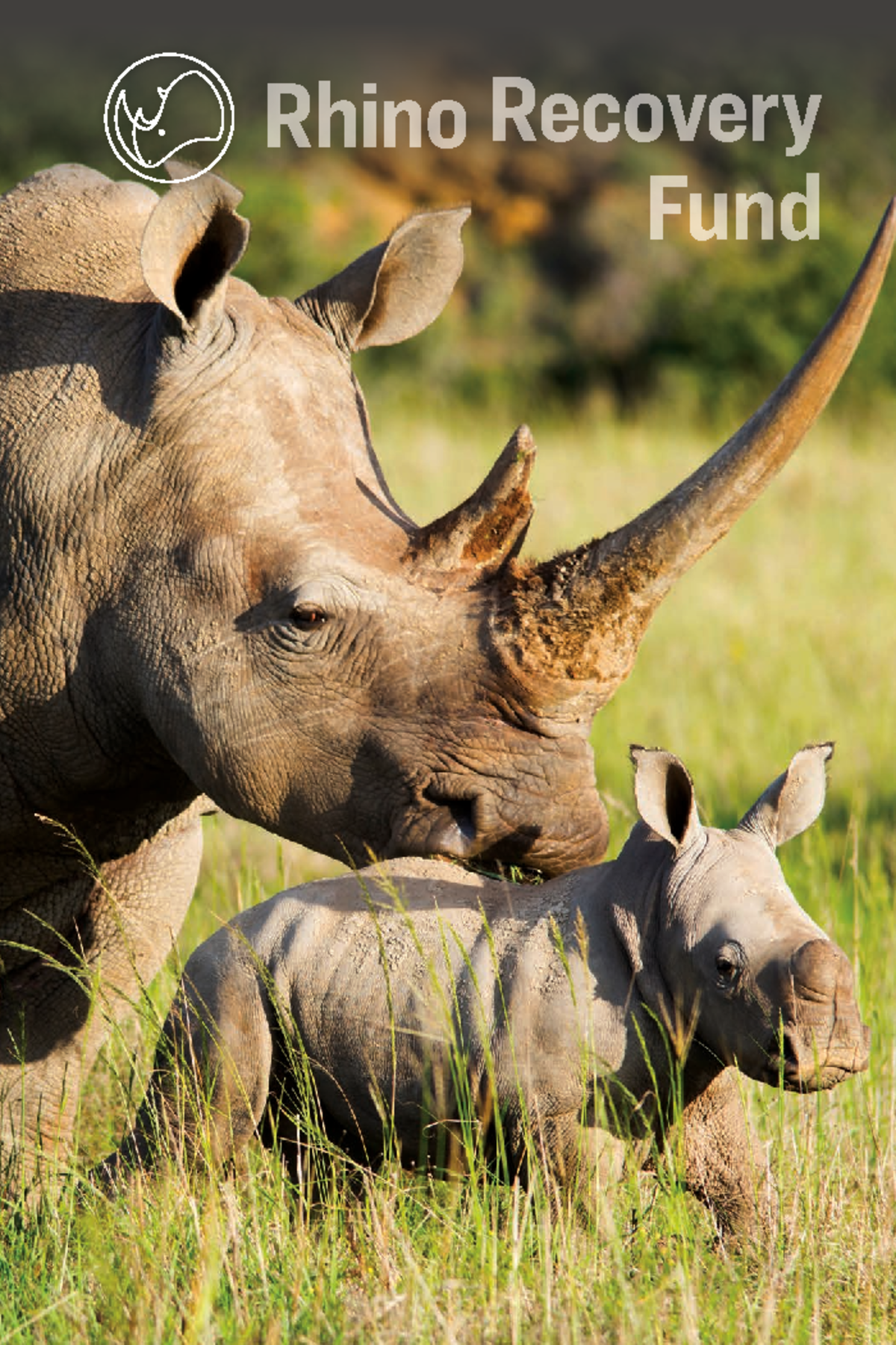 Behaviour of animals - Rhino Recovery Fund Rhino Recovery Fund E S T A ...