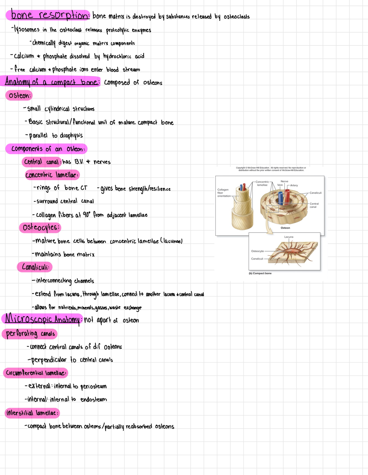 Biol Notes-14 - Anatomy And Physiology 1 Lecture Notes - BIOL221 - Studocu