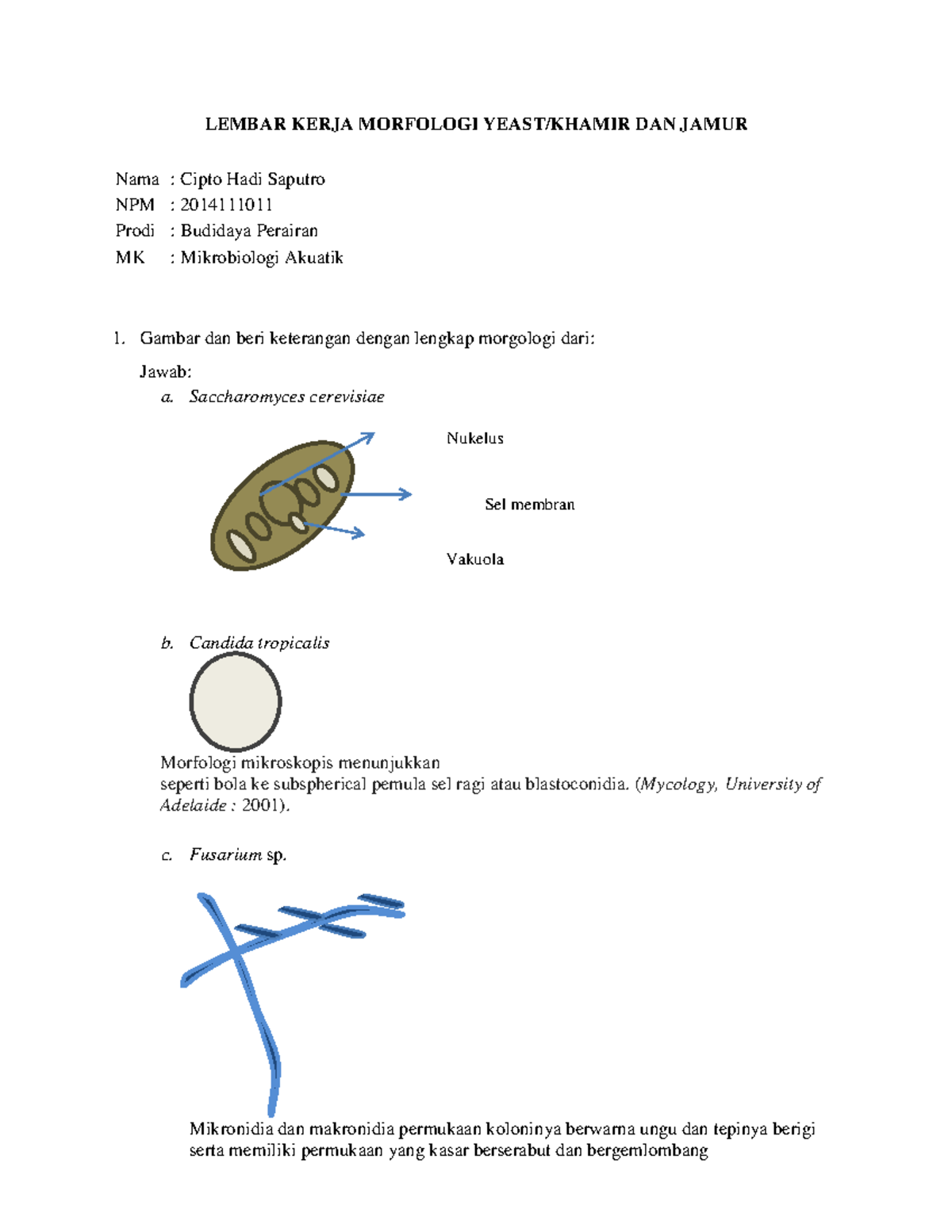 Cipto Hadi Saputro LK Morfologi Khamir Dan Jamur - LEMBAR KERJA ...