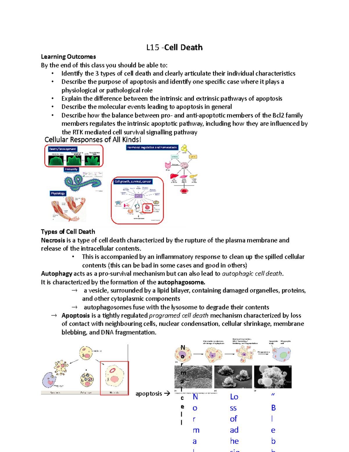 Lecture 15 Cell death - L15 - Cell Death Learning Outcomes By the end ...