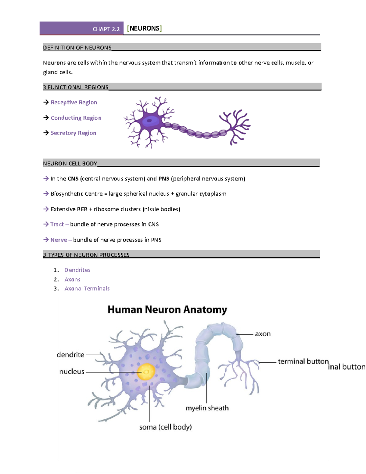 Chapt 2.2- Neurons - class notes - DEFINITION OF - Studocu