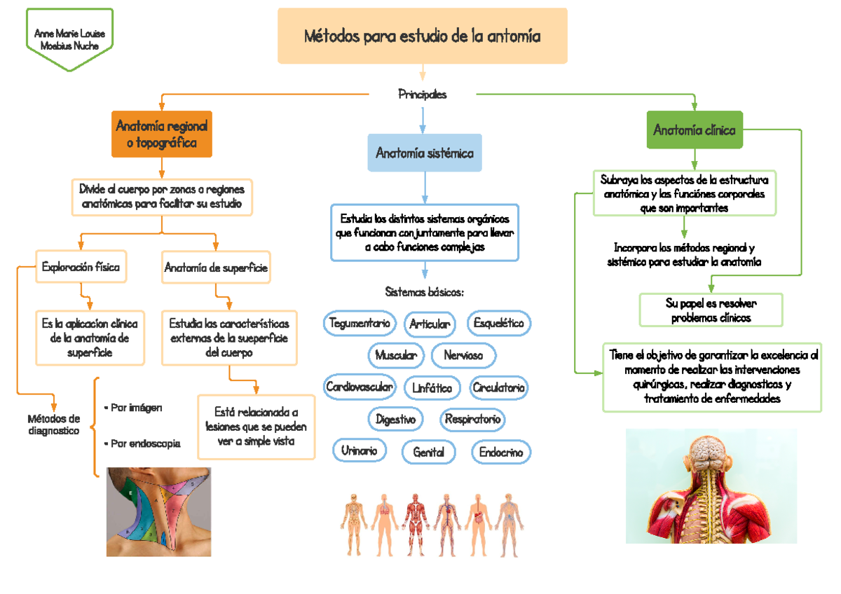 Métodos de estudio de la anatomía para 1er semestre - Anatomía