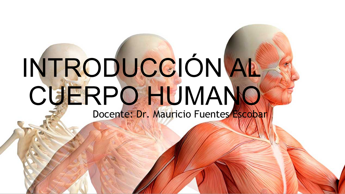 1 Introducción Al Cuerpo Humano IntroducciÓn Al Cuerpo Humano DefiniciÓn De AnatomÍa Y 1566