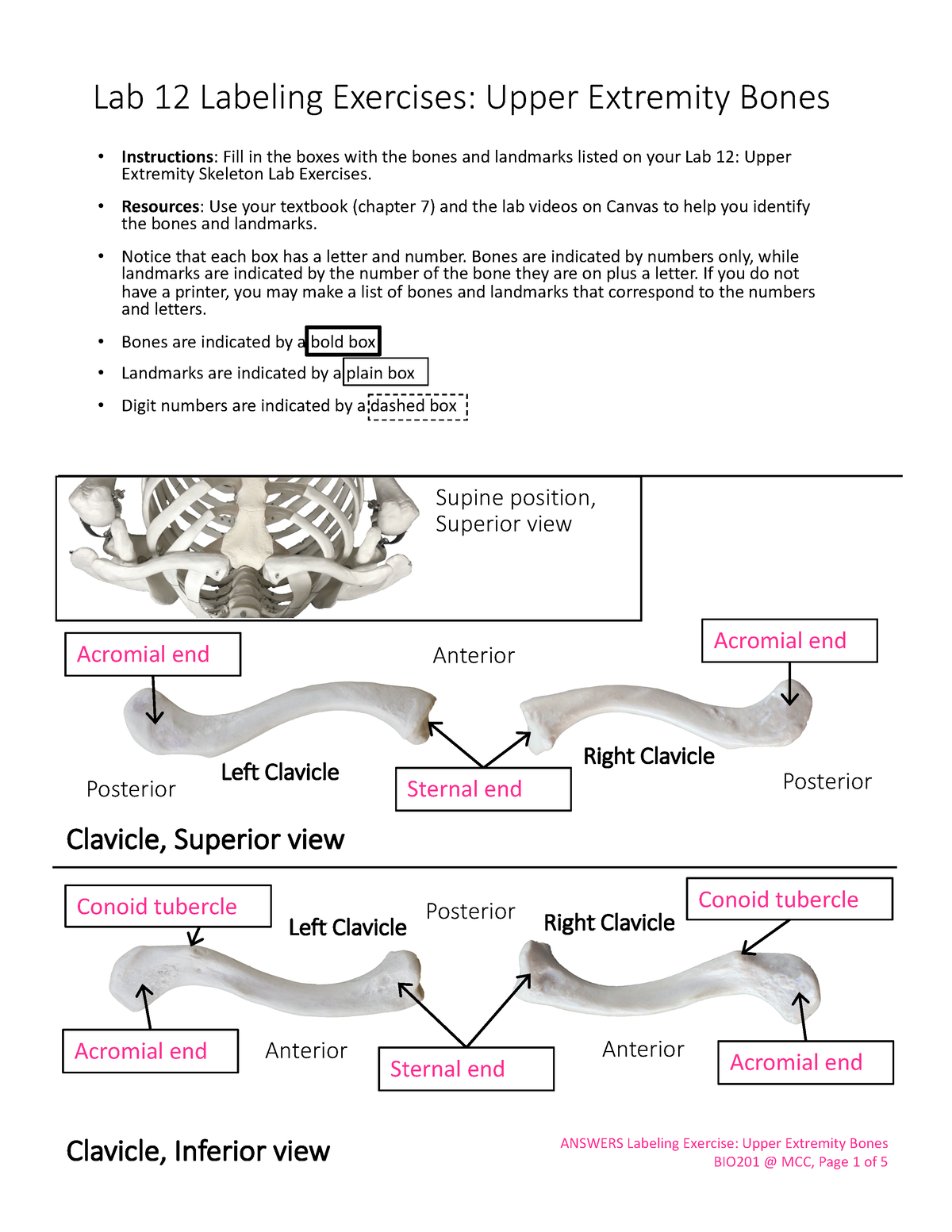 lab-12-labeling-exercise-lab-12-labeling-exercises-upper-extremity