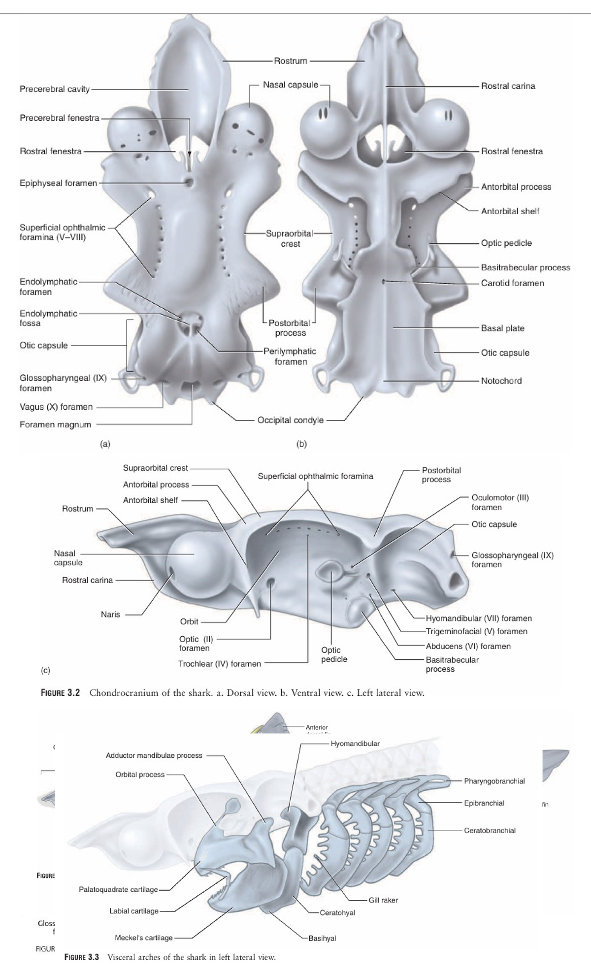 ZOO 102.1 - Shark - Rostrum Precerebral cavity Nasal capsule Rostral ...