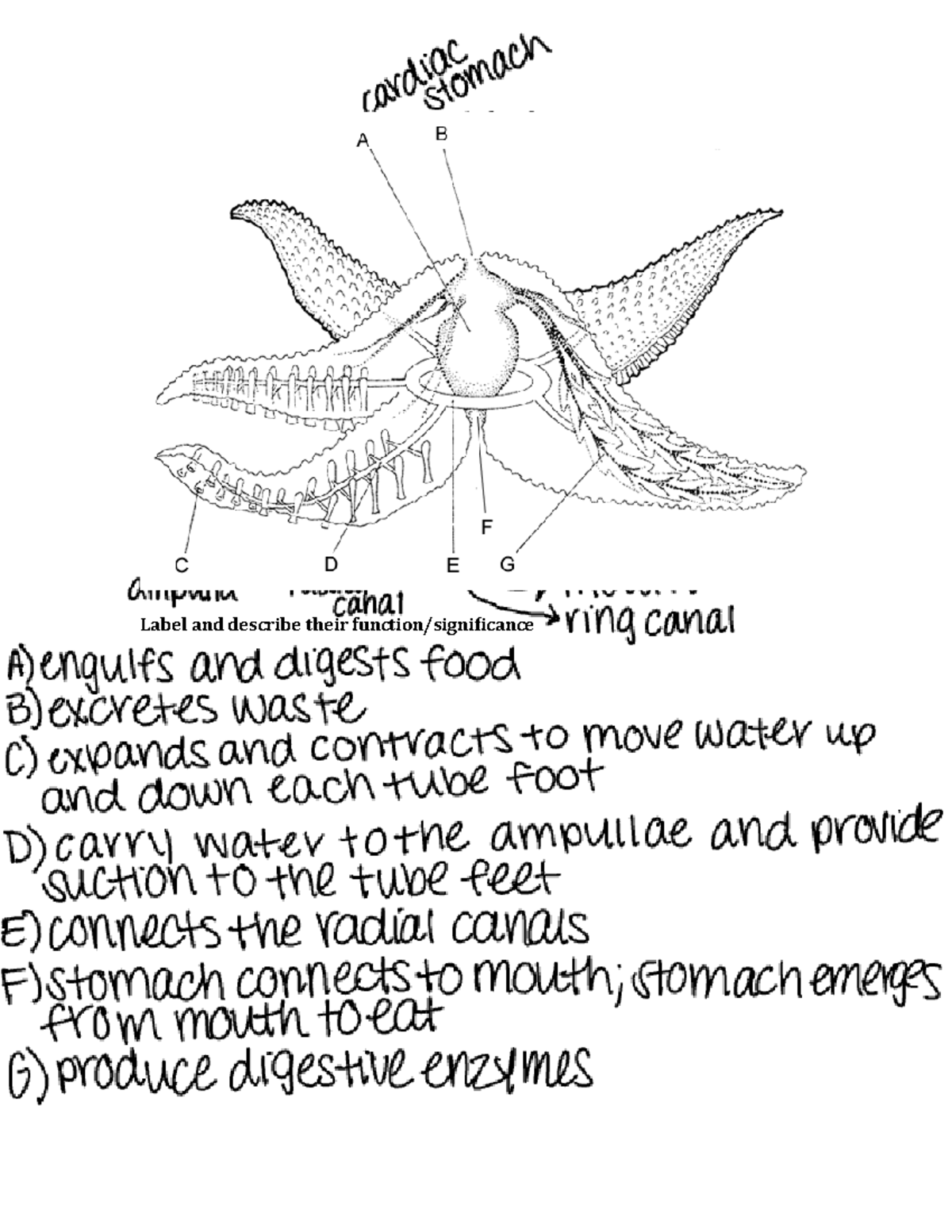 Lab 8 Echinoderm Worksheet - Label and describe their function ...