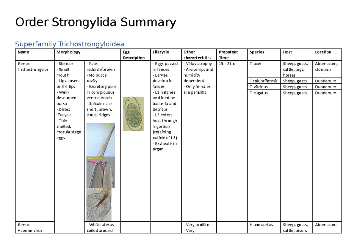 Phylum Nematoda - Order Strongylida - Order Strongylida Summary ...