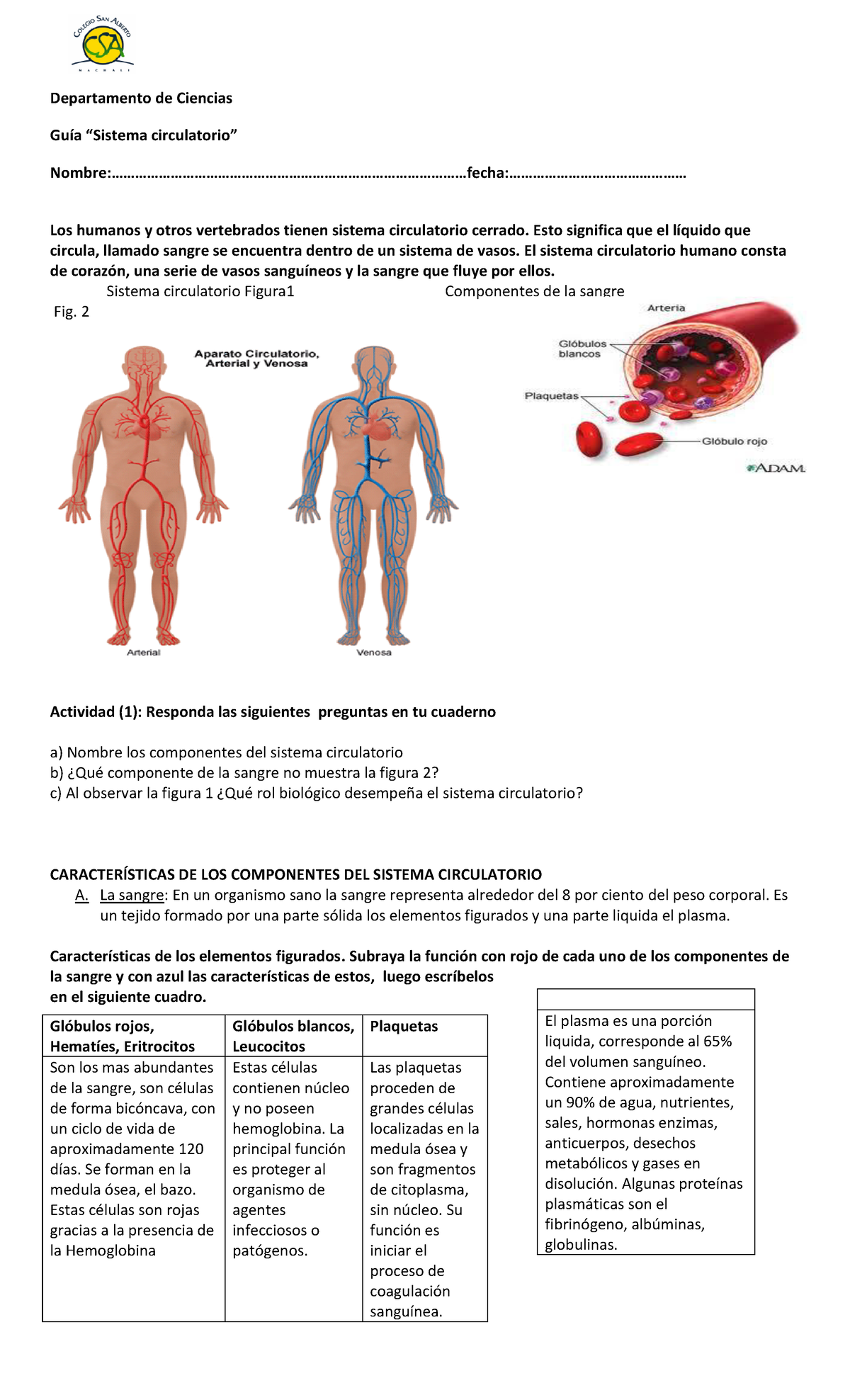 Guia Repaso Sistema Circulatorio Sistema Circulatorio Sangre Kulturaupice Porn Sex Picture