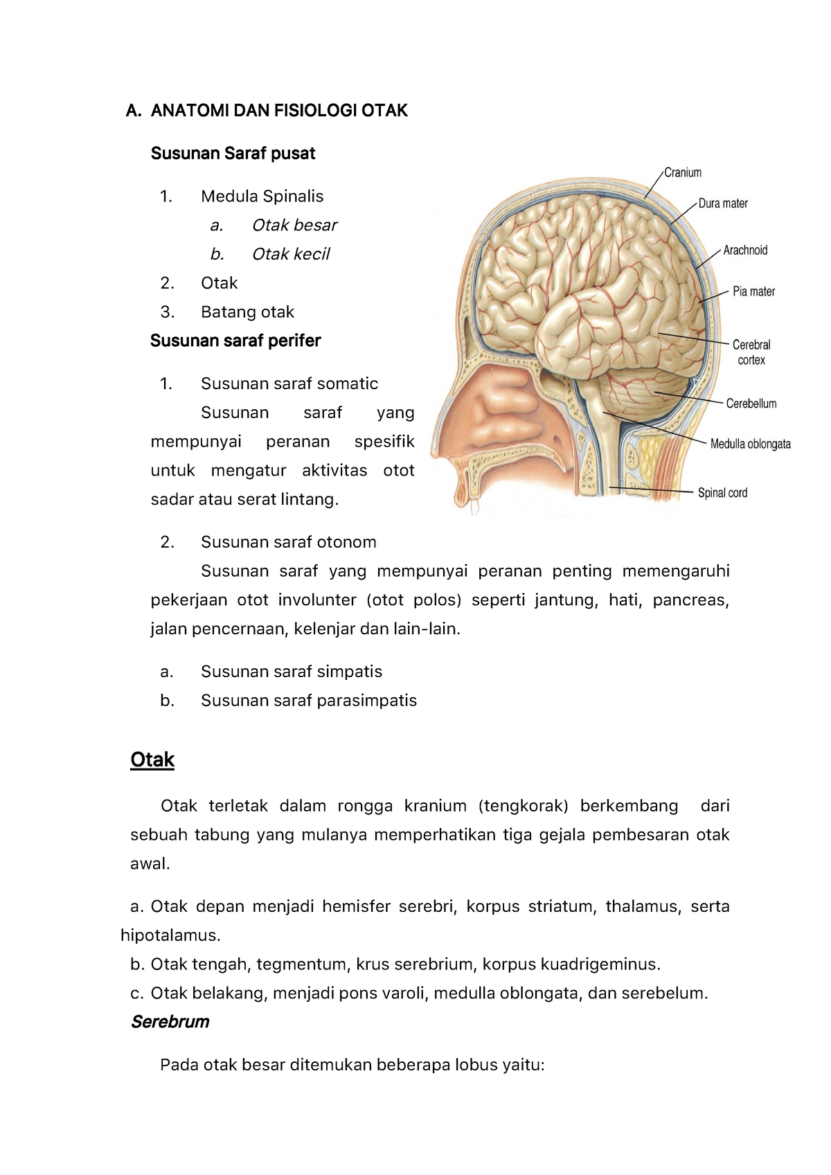 Anatomi Dan Fisiologi Otak A ANATOMI DAN FISIOLOGI OTAK Susunan