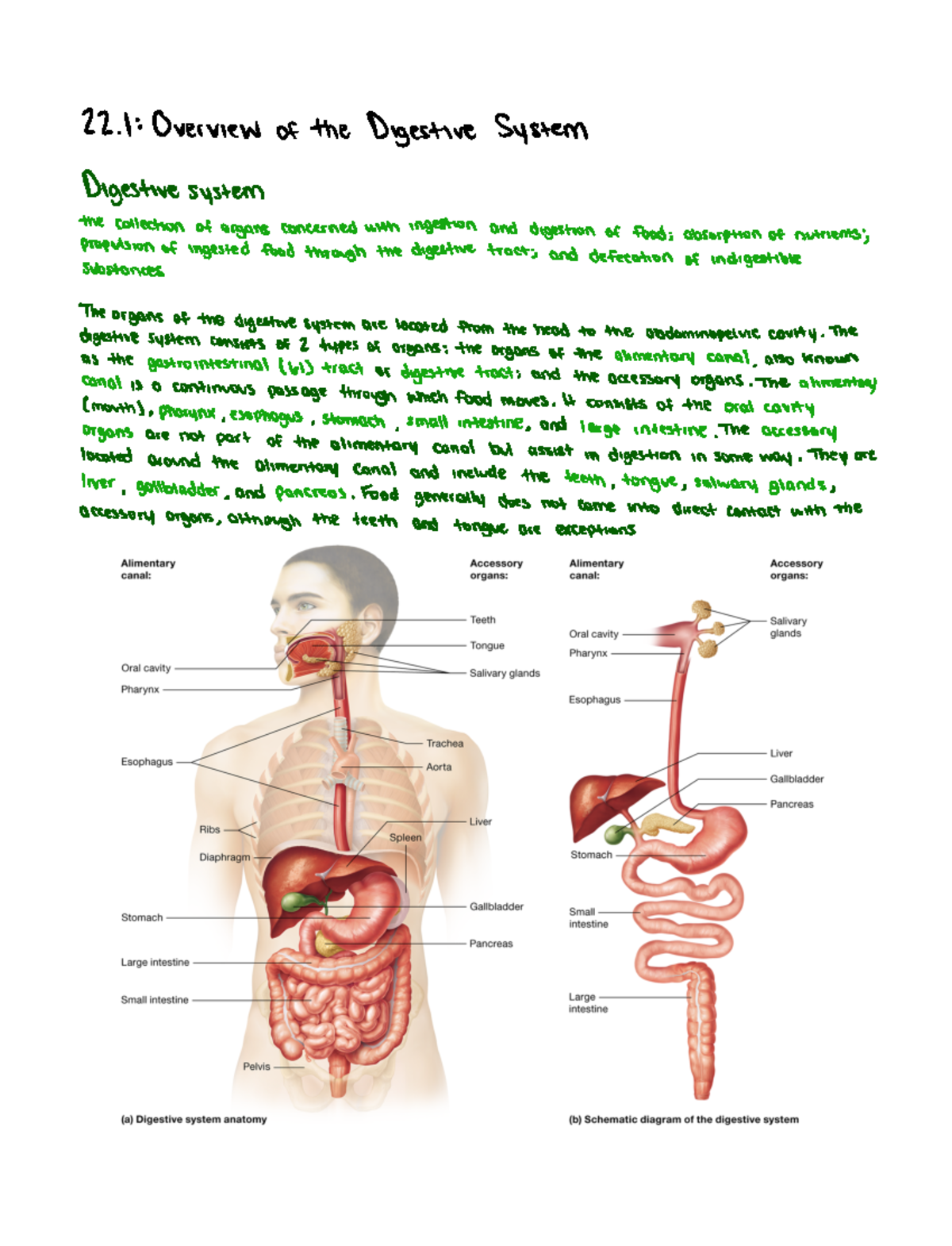 Overview of the Digestive System