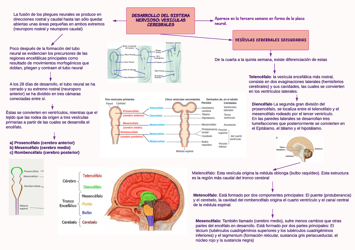 sistema nervioso vesículas cerebrales desarrollo del si stema nervi