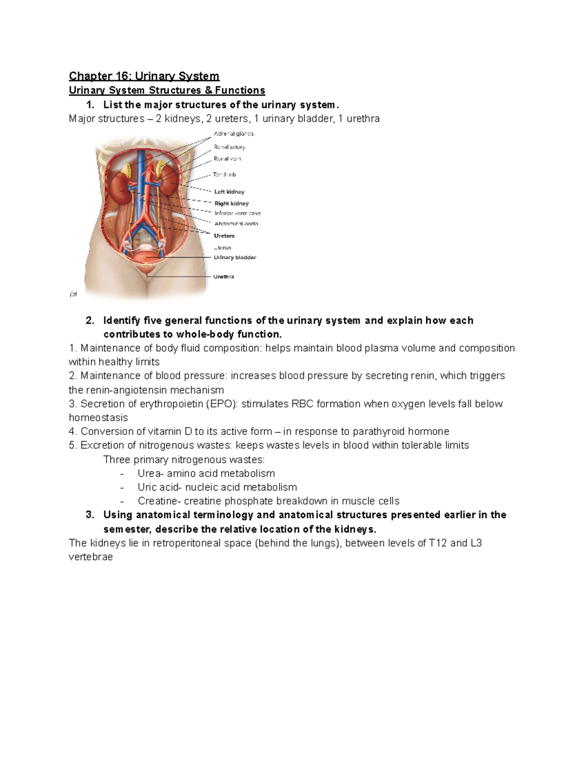 HHP 1400 Unit 5 Ysbat Questions - Chapter 16: Urinary System Urinary ...