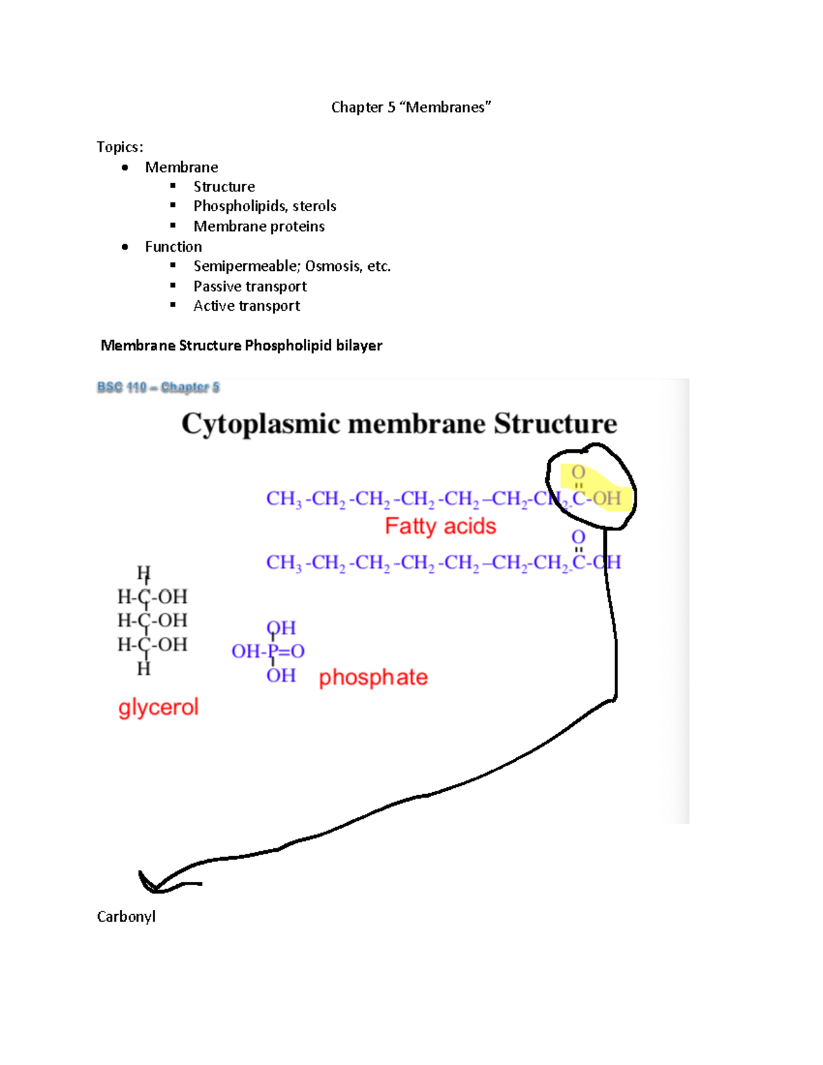 Membranes - notes - Chapter 5 “Membranes” Topics: - Membrane Structure ...