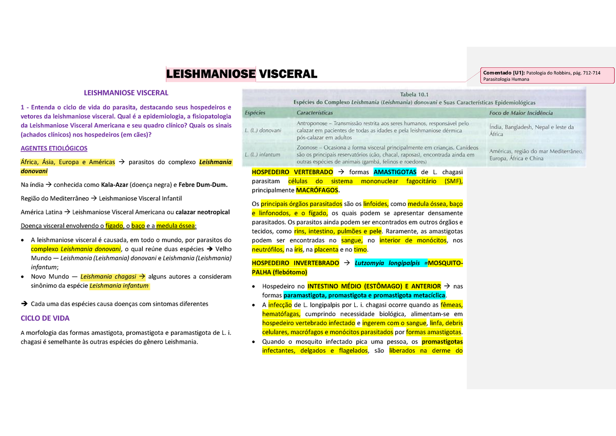 morfologia amastigota de leishmania