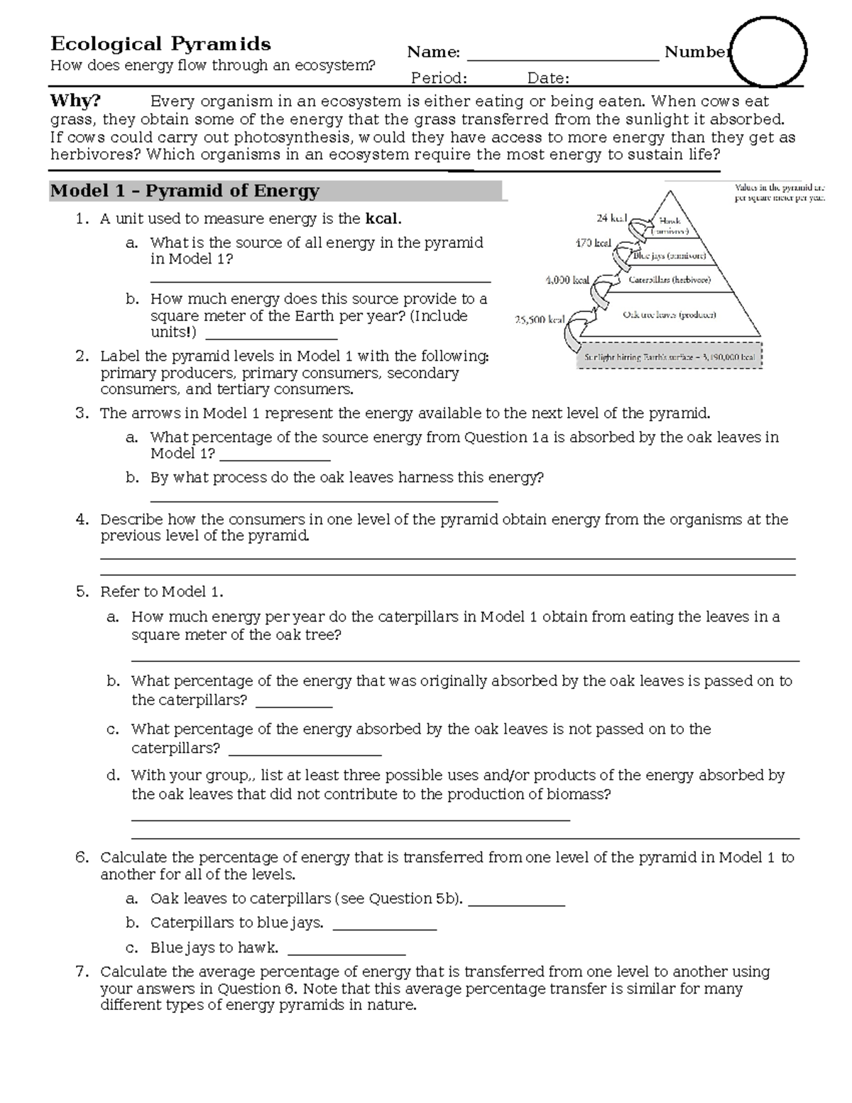 Ecological Pyramids Pogil - Ecological Pyramids How does energy flow ...