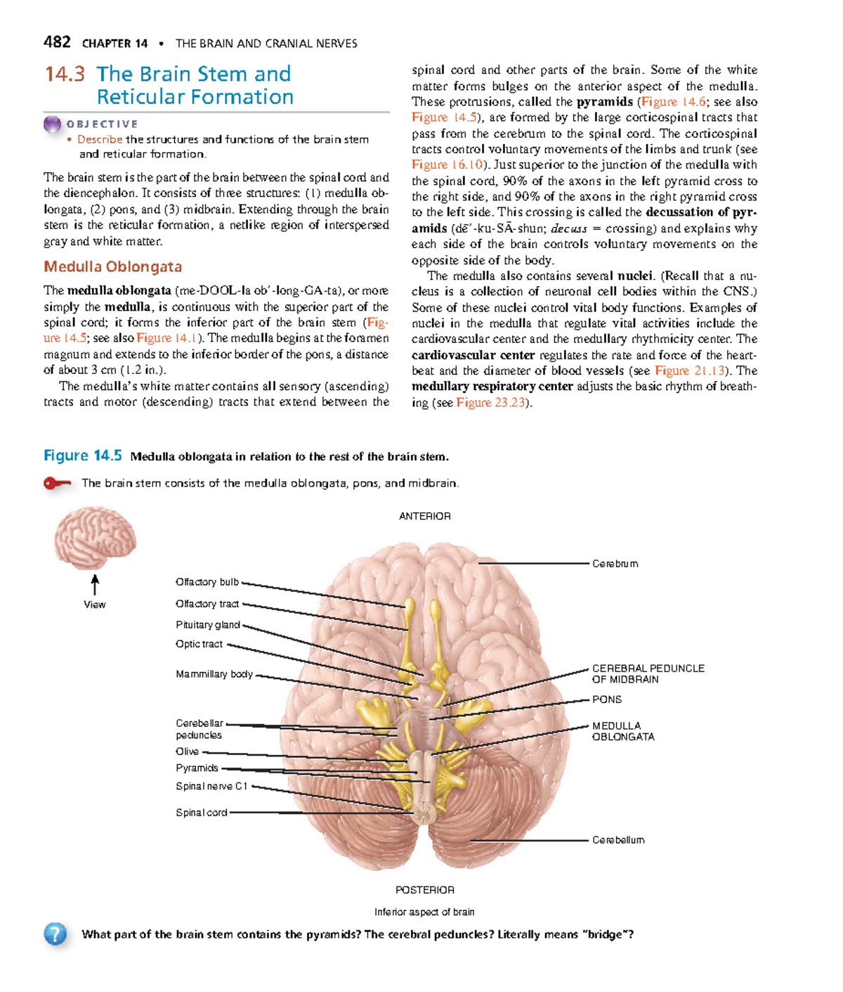 Anatomyand Physiology-172 - 482 CHAPTER 14 • THE BRAIN AND CRANIAL ...