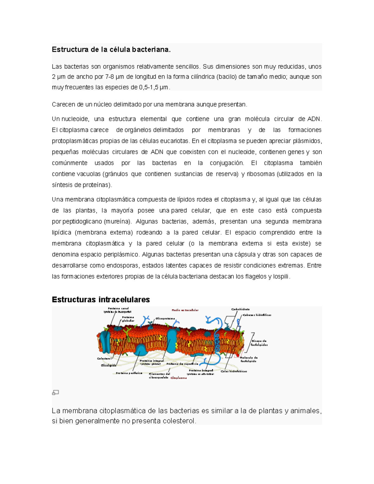 Bacterias - Estructura De La Célula Bacteriana - Estructura De La ...