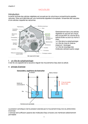 Chapitre 2 - vacuole chapitre VACUOLES Introduction la partie centrale