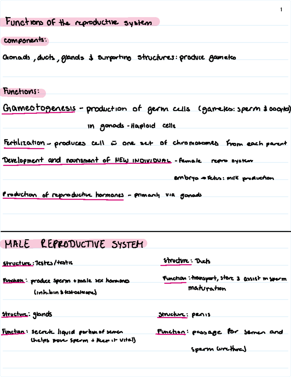 27 Male Reproductive System - KIN 1Y03 - Studocu