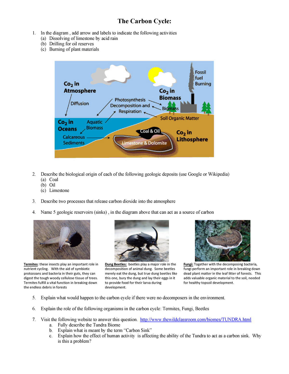 carbon dioxide cycle worksheet