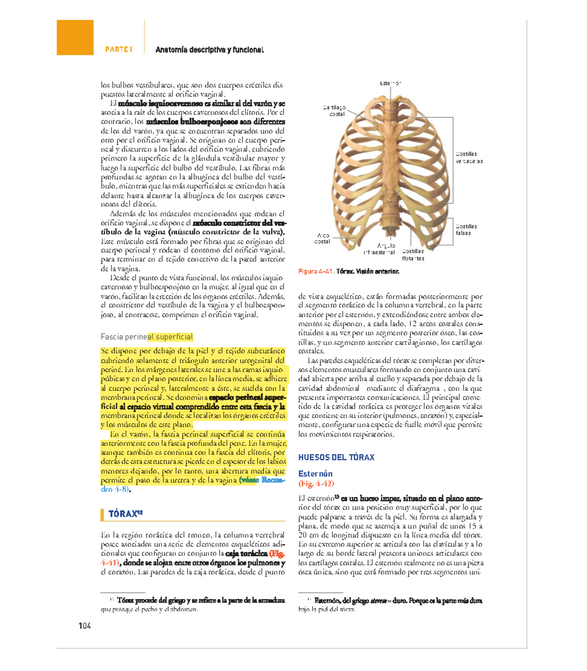 Tórax - Apuntes - PARTE I Anatomía descriptiva y funcional los bulbos ...