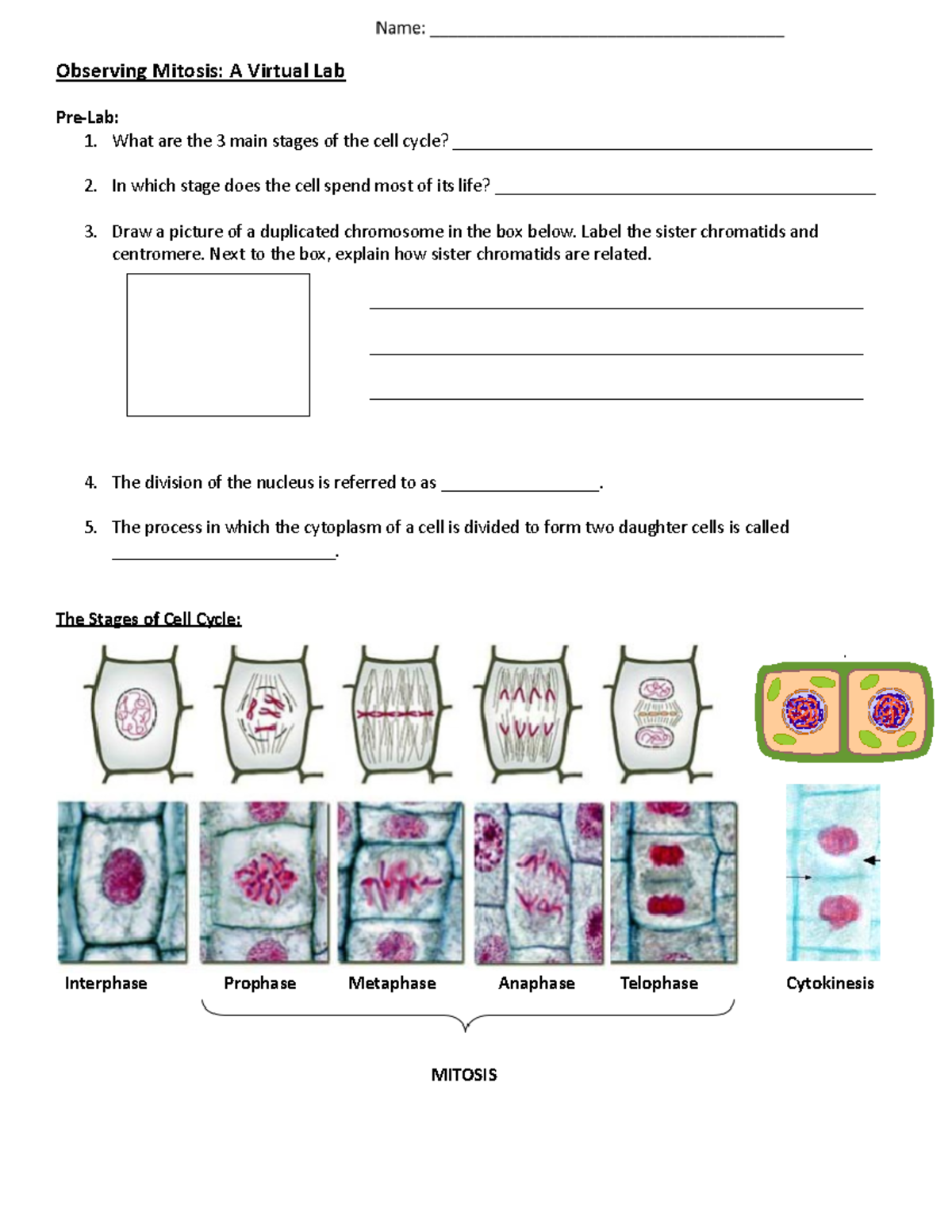 Kami Export - Jaylen Jasper - Observing Mitosis A Virtual Lab ...