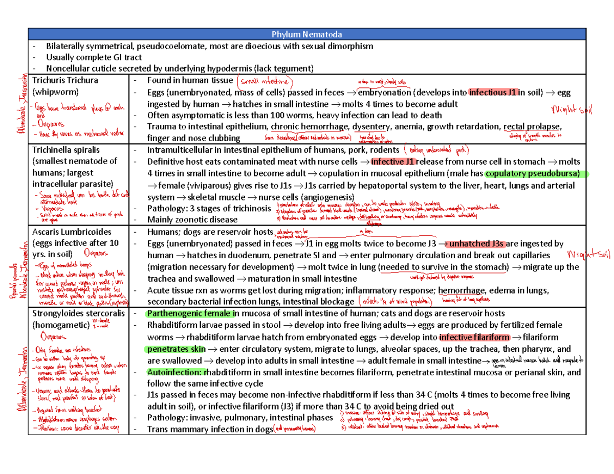 parasite summary essay